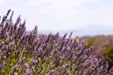Çiçekli mor laviçi tarlası