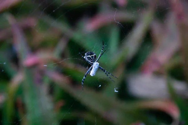 彼のウェブ上には黒と白のクモが — ストック写真