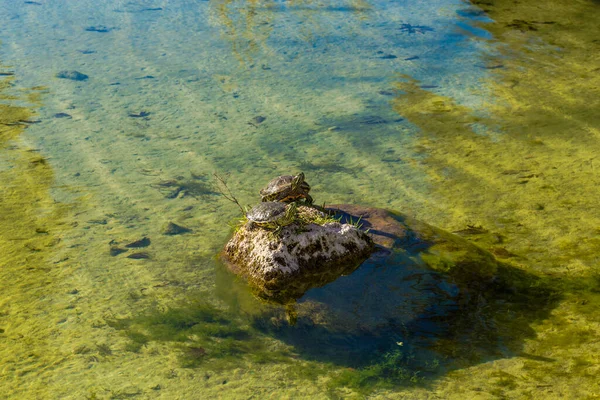 Pound Turtles Water Stones — Stock Photo, Image