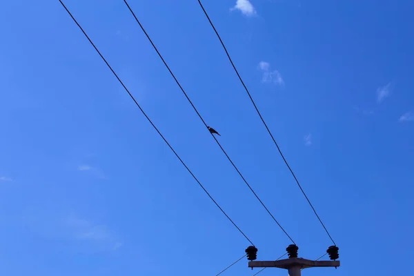 Pássaro Fios Céu Azul Com Nuvens — Fotografia de Stock