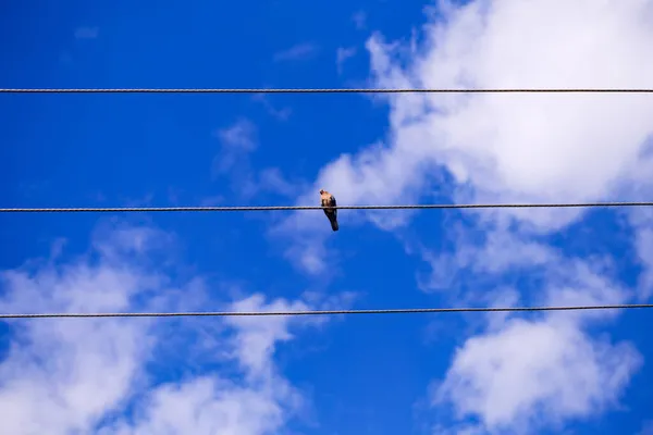 Bird Wires Blue Sky Clouds — Stock Photo, Image