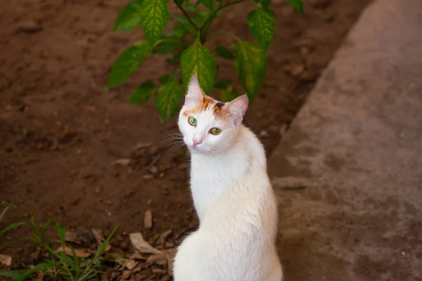Dakloze Kittens Mooie Bont Huisdieren — Stockfoto