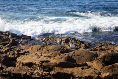 Taşların üzerinde martı kuşları ve fok balıkları olan Pasifik Okyanusu