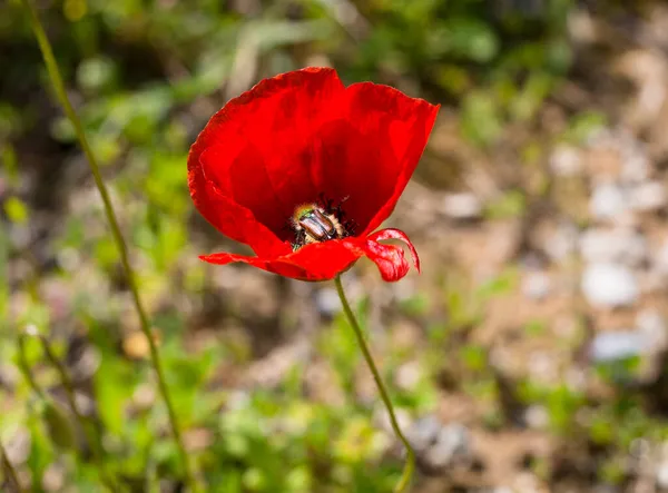 Une Fleur Rouge Avec Insecte Intérieur — Photo