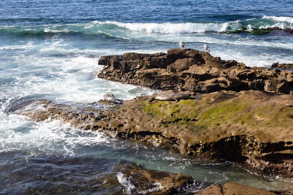 Oceano Pacífico Com Gaivotas Focas Nas Pedras — Fotografia de Stock