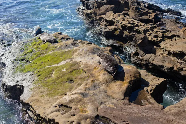 Тихоокеанский Океан Птицами Чайки Тюленями Камнях — стоковое фото