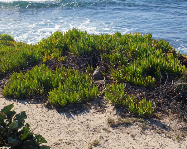 Okyanus Kenarındaki Sincap — Stok fotoğraf