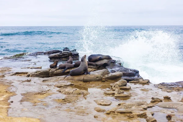 Focas Deitadas Nas Rochas Perto Oceano Pacífico — Fotografia de Stock