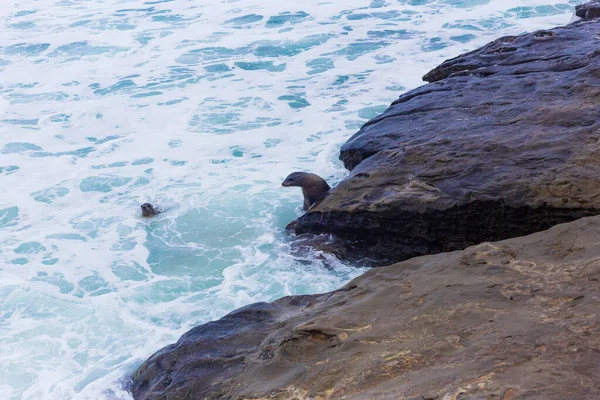 Anne Fok Yavrusuna Pasifik Okyanusunda Yüzmeyi Öğretiyor — Stok fotoğraf