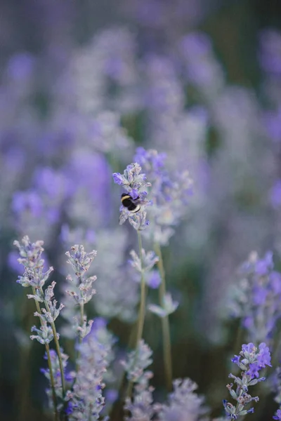 Lavendelfält Bulgarien Bin Pollinerar Blommor Sommar — Stockfoto