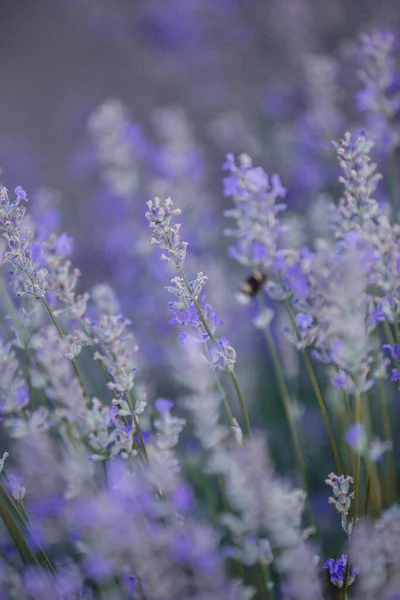 Lavendelfält Bulgarien Bin Pollinerar Blommor Sommar — Stockfoto