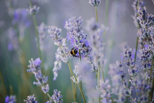 Lavendelfält Bulgarien Bin Pollinerar Blommor Sommar — Stockfoto