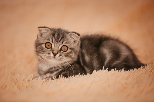 Lindo Gatito Orejudo Gato Gris — Foto de Stock