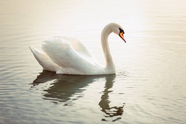 Kuğu gün batımında gölde yüzer. Gölün üzerinde bulanık gün batımı. Nehir yakınındaki küçük bir köyde güzel bir akşam. Günbatımı.