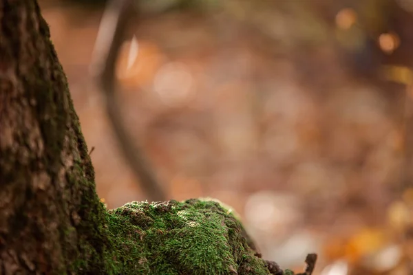 Musgo Verde Carvalho Madeira Com Musgo Outono Floresta Folhas Nas — Fotografia de Stock