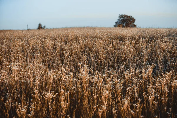 Picchi Grano Maturano Strisciano Sul Campo Grano Estate Tracce Della — Foto Stock