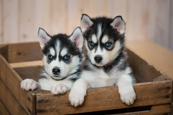 Huskies iki küçük yavru çekmecede oturup dışarı bakmak.