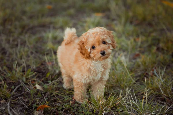 Poodle Castanho Pequeno Cachorro Raça Toypoodle Cão Bonito Bom Amigo — Fotografia de Stock