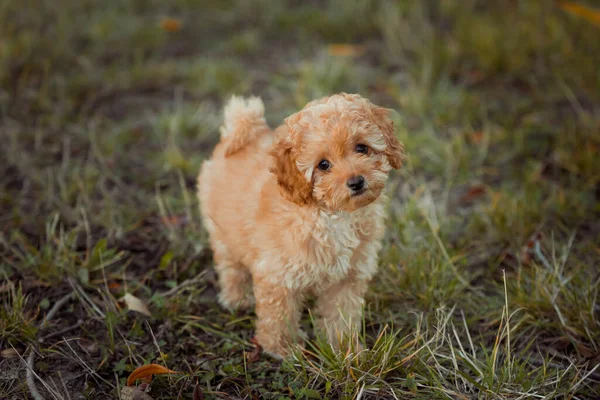 Küçük kahverengi kaniş. Minik kaniş yavrusu. Şirin köpek ve iyi bir arkadaş..