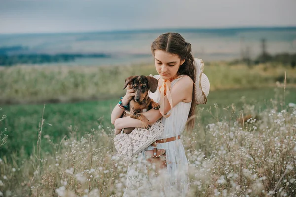 Küçük kahverengi köpek yavrusu Dachshund üreticisi. Arkadaşım.. 