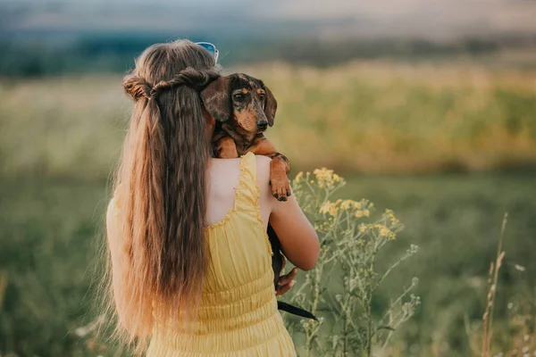 Dachshund Perro Sienta Los Brazos Una Chica — Foto de Stock