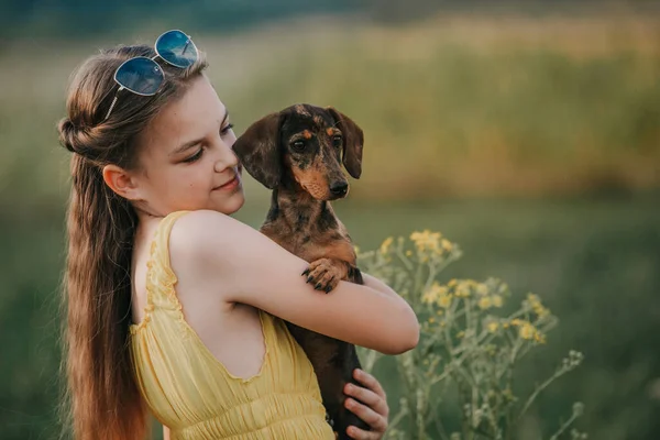 Petit Chiot Brun Est Éleveurs Dachshund Portée Main Mon Ami — Photo