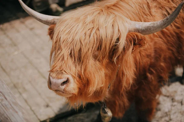 Les Gens Nourrissent Vache Orange Reposez Dans Nature Avec Des — Photo