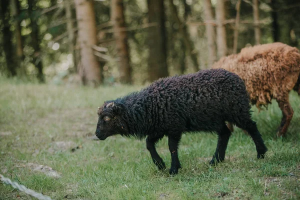 Les Chèvres Mangent Herbe Vie Animale Dans Forêt Affaires Rurales — Photo