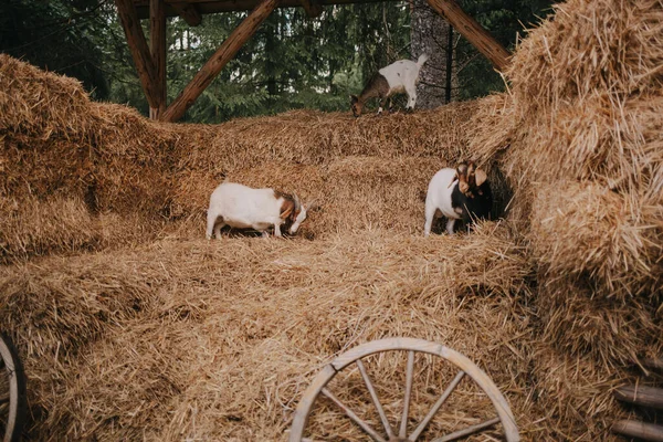 Les Chèvres Sont Dans Foin Séance Photo Avec Des Animaux — Photo
