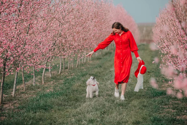 Žena Její Pes Procházejí Zahradě Stromy Kvetou Springtide — Stock fotografie