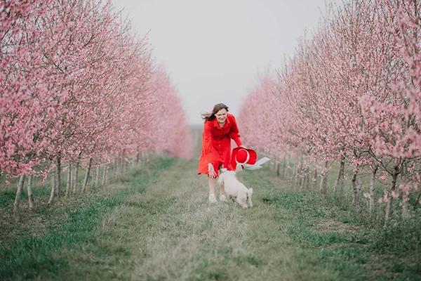 Žena Její Pes Procházejí Zahradě Stromy Kvetou Springtide — Stock fotografie