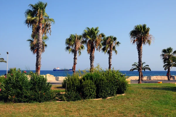 Frente ao mar com palma — Fotografia de Stock