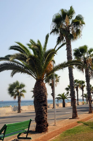 Seafront with palm — Stock Photo, Image