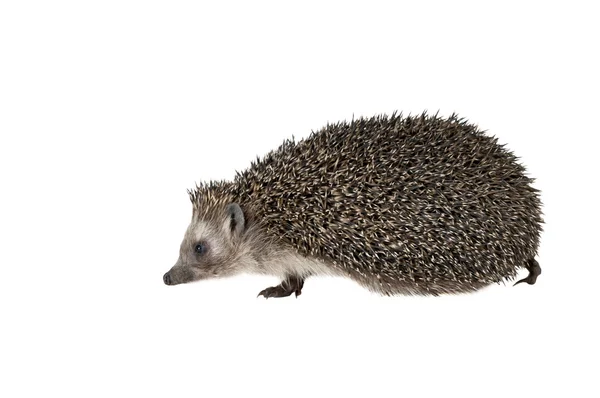 Forest hedgehog — Stock Photo, Image