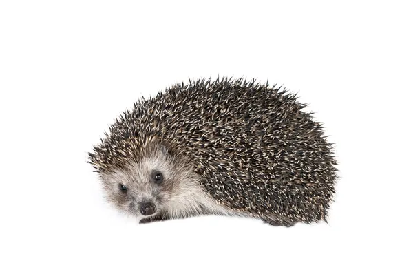 Forest hedgehog — Stock Photo, Image