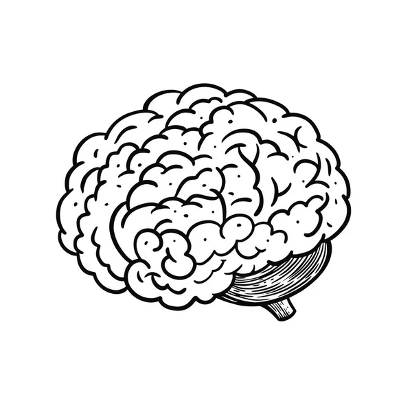 O cérebro desenhado à mão. Gravura estilo de cor preta. Ilustração vetorial. —  Vetores de Stock