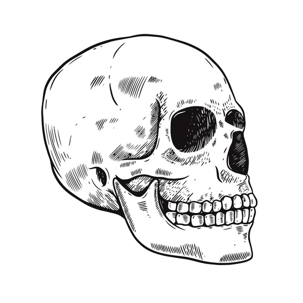 プロファイルの頭蓋骨。手描きのブラックカラーベクトルイラスト。レトロなスタイルの彫刻 — ストックベクタ