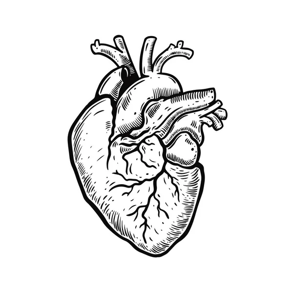 Styl rytí srdce. Lidská anatomie. Černá barva obrys kreslený vektor ilustrace. — Stockový vektor