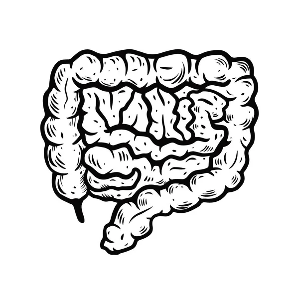 Intestines geneeskunde vector illustratie. Menselijke anatomie. Handgetekende schets graveerstijl. — Stockvector