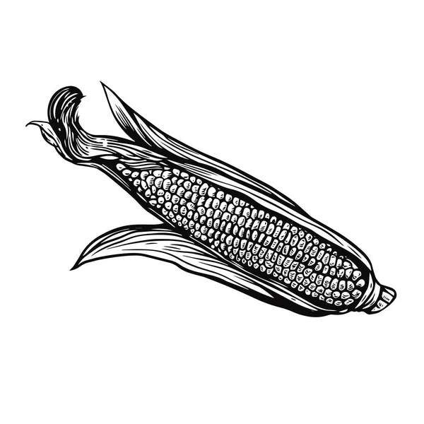 Corn engraving sketch. Hand drawn black color doodle style. — Stock Vector