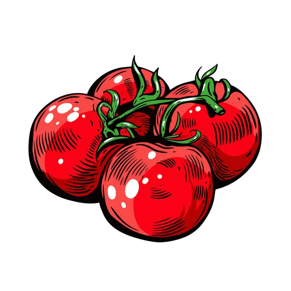 Dibujo colorido dibujado a mano de tomate. Estilo grabado. Ilustración vectorial. — Vector de stock