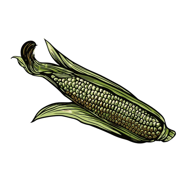 Esbozo colorido de maíz. Estilo de grabado de dibujos animados. Ilustración vectorial. — Archivo Imágenes Vectoriales