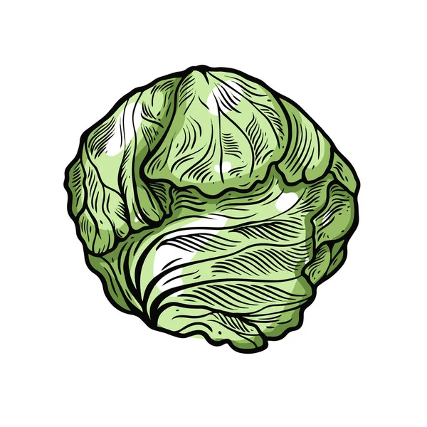 Cabbage hand drawn colorful sketch. Food vegetable vector illustration. — Stock Vector