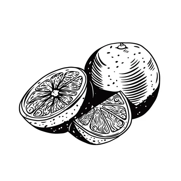 Orange frukter handritade svart färg vektor illustration. Huvuddrag. — Stock vektor