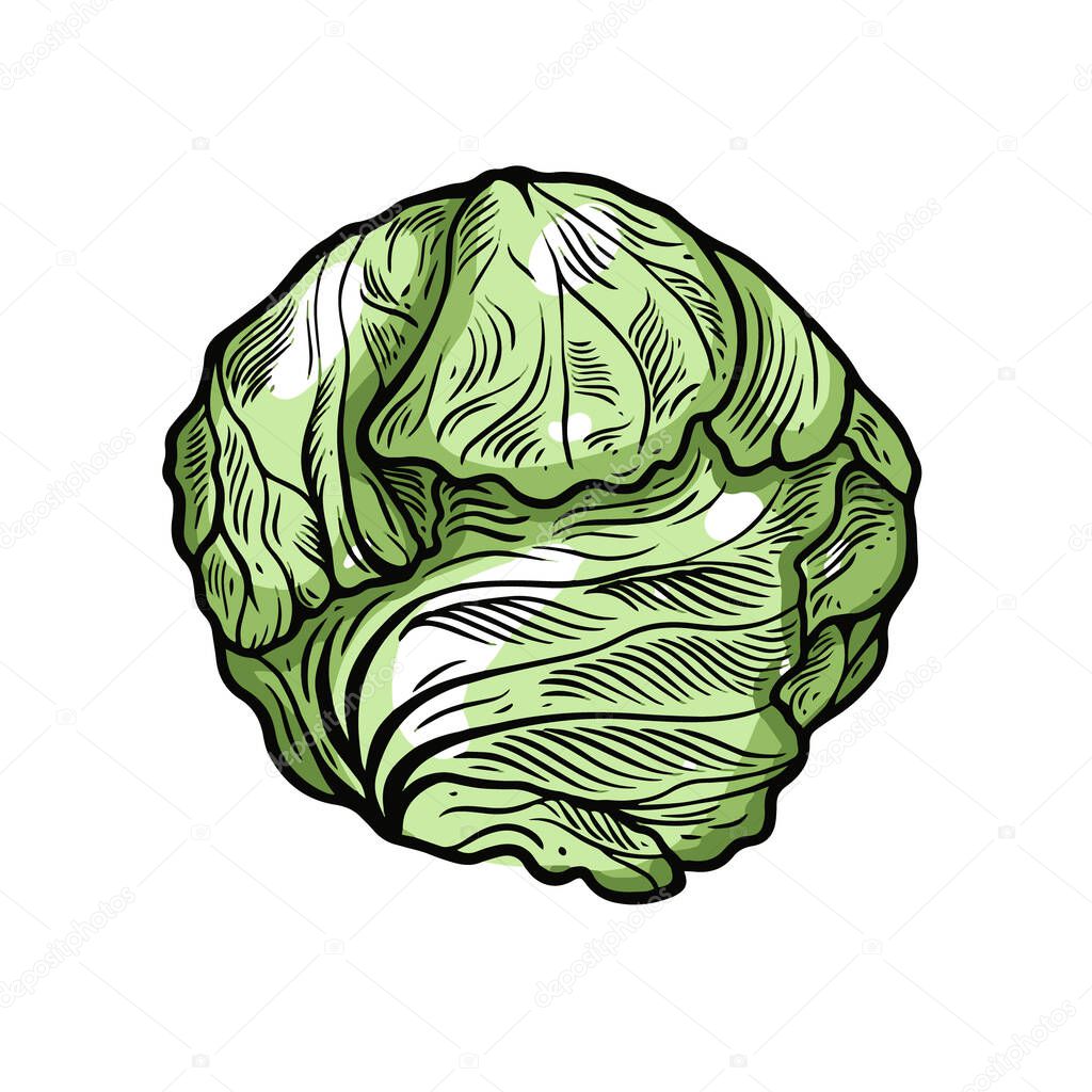 Cabbage hand drawn colorful sketch. Food vegetable vector illustration.
