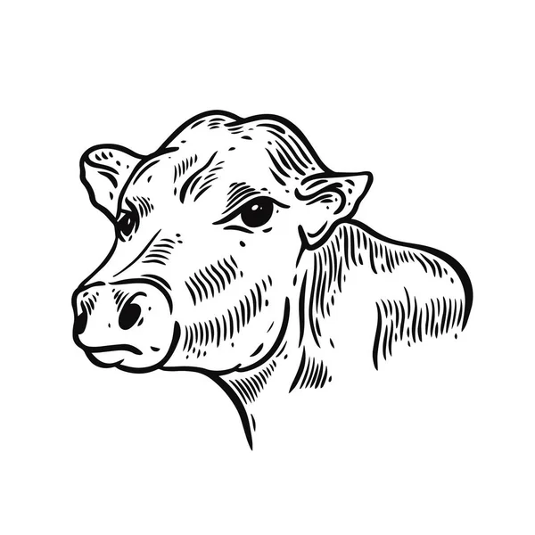 Tête de vache style de gravure de couleur noire. Illustration vectorielle vintage. — Image vectorielle