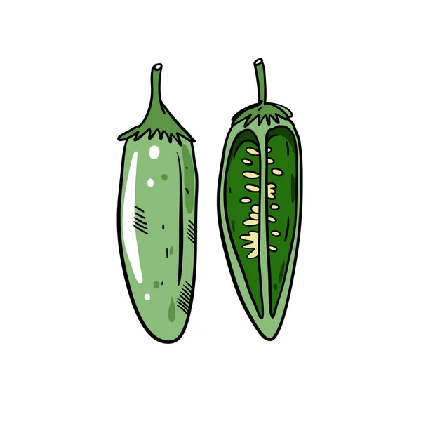 Grüne Chilischote Jalapeno Handgezeichnete Skizze Farbige Vektorgrafik Doodle Illustration — Stockvektor