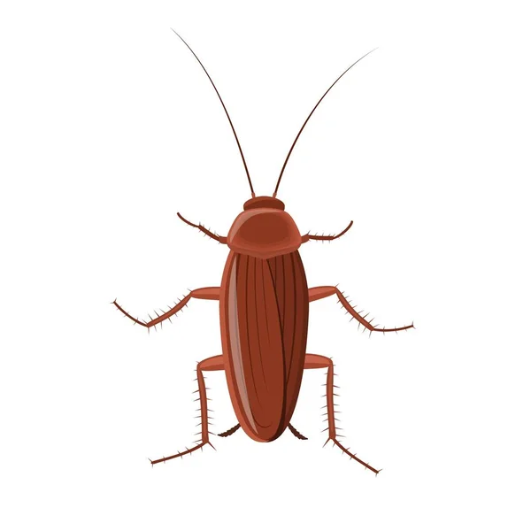 Inseto de barata isolado no fundo branco, vista superior do ícone do inseto praga. Poluição por parasitas de corpo plano, baratas ilustração vetorial — Vetor de Stock