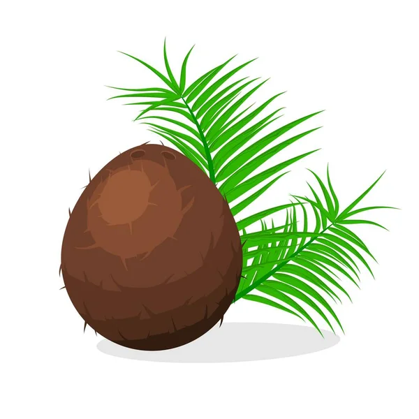 Fruto marrón coco y hojas aisladas sobre fondo blanco. Frutas de verano para un estilo de vida saludable. Alimento tropical, producto orgánico natural. Ilustración vectorial — Archivo Imágenes Vectoriales