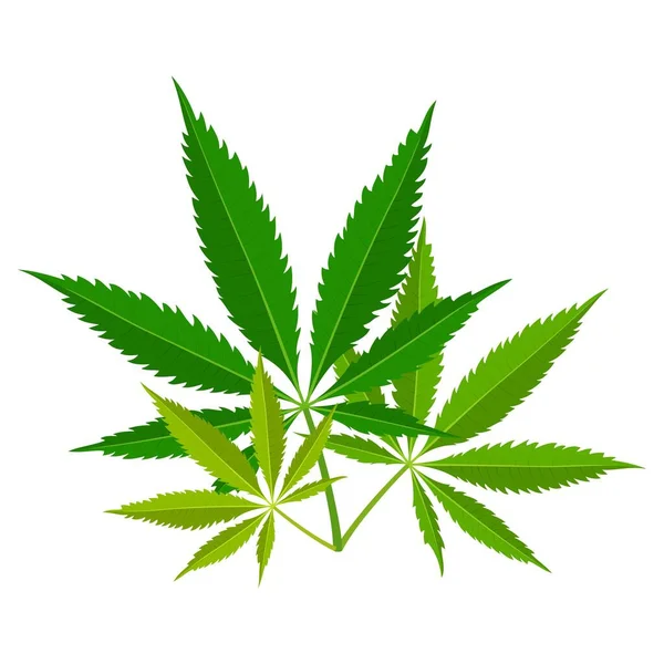 Hojas de marihuana verde. Planta medicinal de cannabis, Herbal indica sativa. Cáñamo natural. Droga de la marihuana del humo de la adicción Narcótico ilegal. Ilustración vectorial — Vector de stock